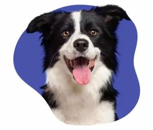 Animal Liability Insurance