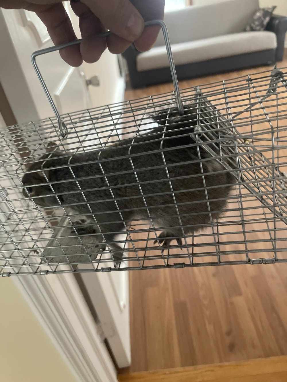 Rodent Extermination Shohola | pestwildlifecontrolcompany.com