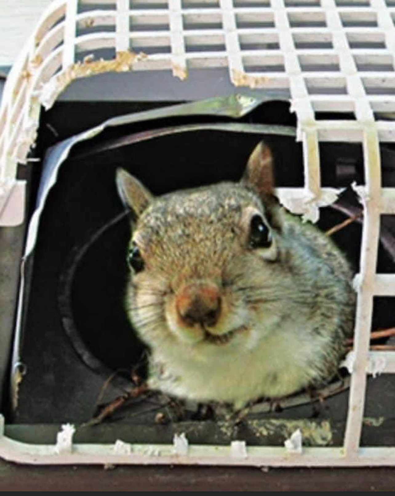 Humane Bat Control And Exclusion | Pestwildlifecontrolcompany.com