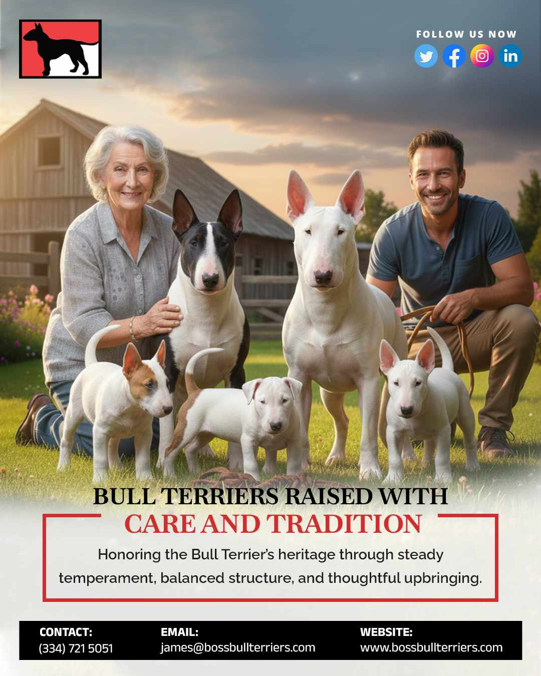 Boss Bull Terriers – Female Bull Terriers & Stud Service