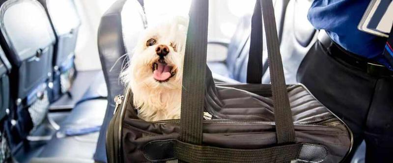 how much is the pet fee on southwest airlines