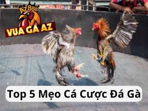 Top 5 Cách Chơi Cá Cược Đá Gà Luôn Thắng Tại Vua Gà AZ