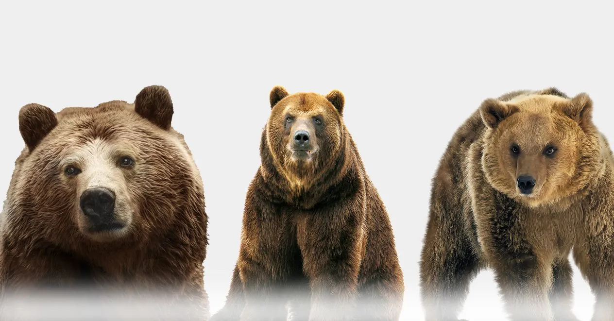 Best Life Insurance in Sherman - ABear Insurance