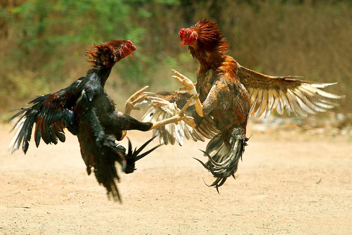 Cockfight Betting App or Regular Betting – Which is the Optimal?