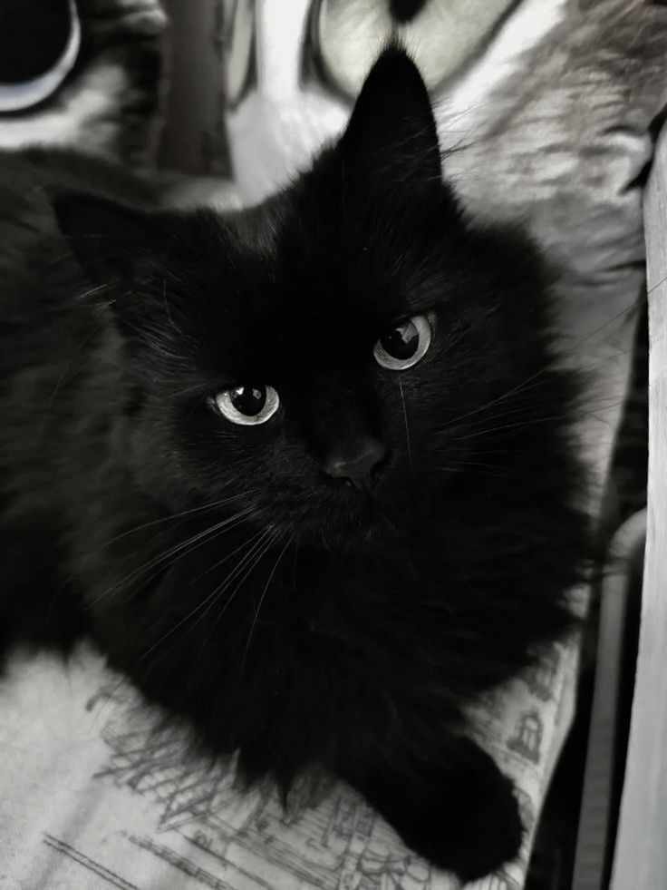 He is cat | YM |