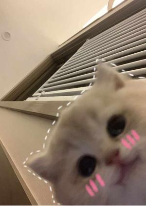 two troublemakers in the house