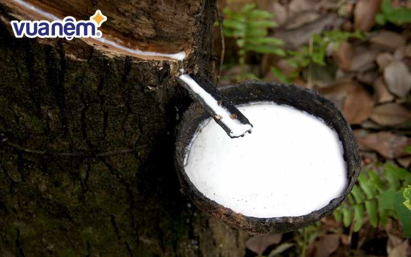 Cao su thiên nhiên là gì? Ưu nhược điểm và ứng dụng nổi bật