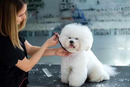 Gentle Grooming Care for Happy Healthy Dogs
