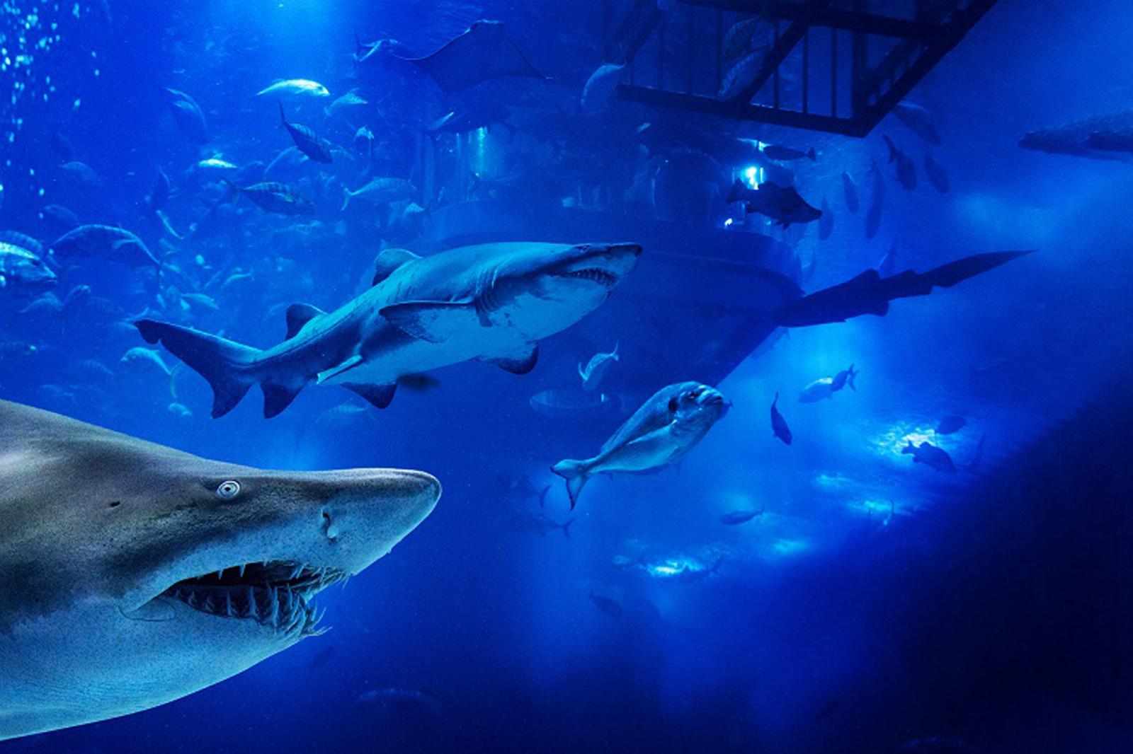 Dubai Aquarium & Underwater Zoo Tickets
