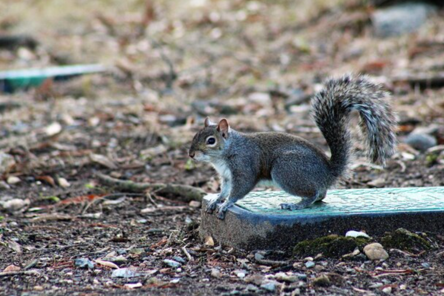Squirrels are further than just cute brutes you see tripping across trees in Houston neighborhoods