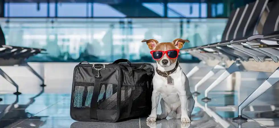 JetBlue Airways Check-In | Online, Mobile & Airport Options