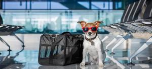 JetBlue Airways Check-In | Online, Mobile & Airport Options.