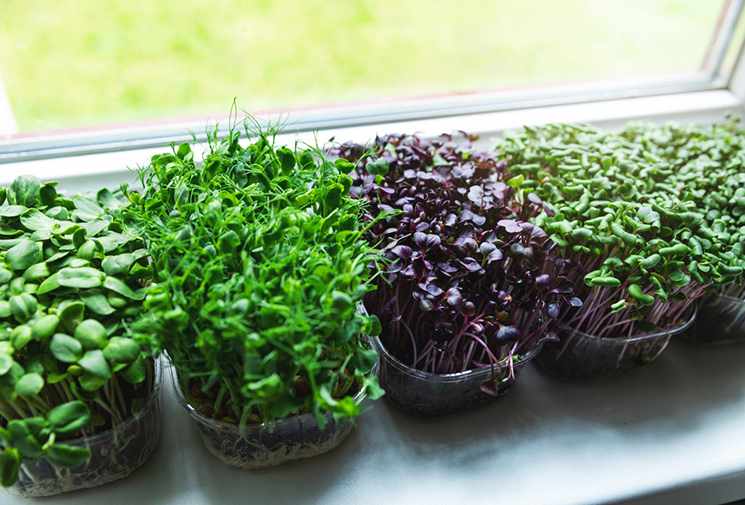 Microgreens Market to Accelerate owing to Increasing Health Conscious Population