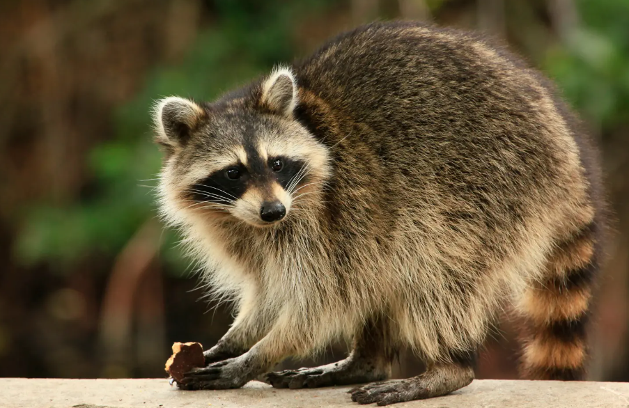 Professional Raccoon Removal in Niagara Falls – Safe & Effective Solutions!