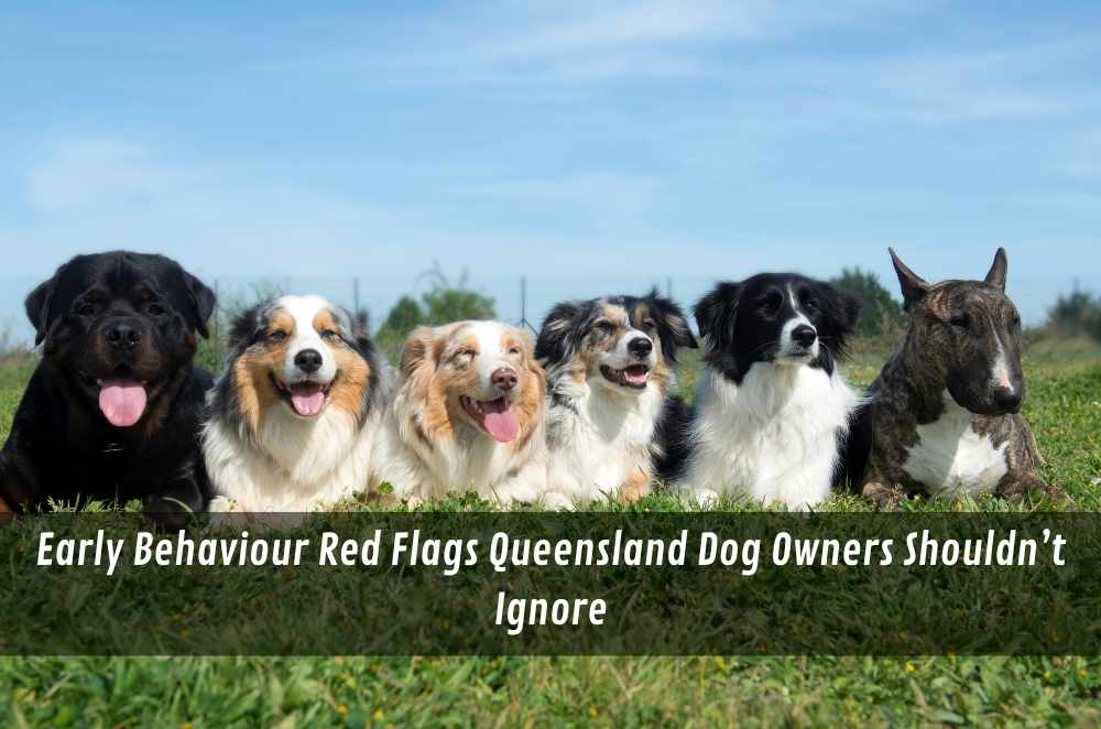 Early Behaviour Red Flags Queensland Dog Owners Shouldn’t Ignore