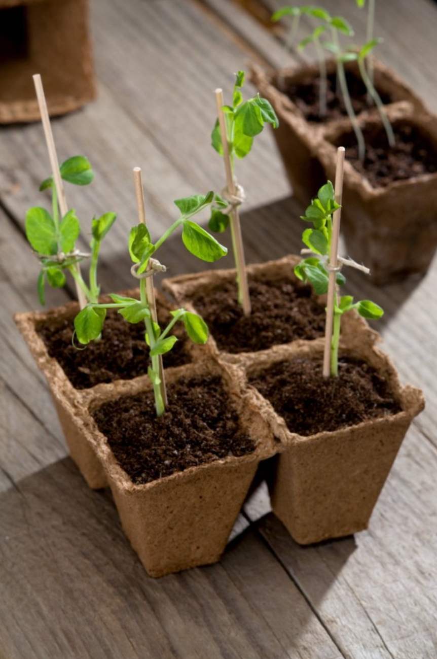 What Are the Benefits of Using Bamboo for Plant Support?