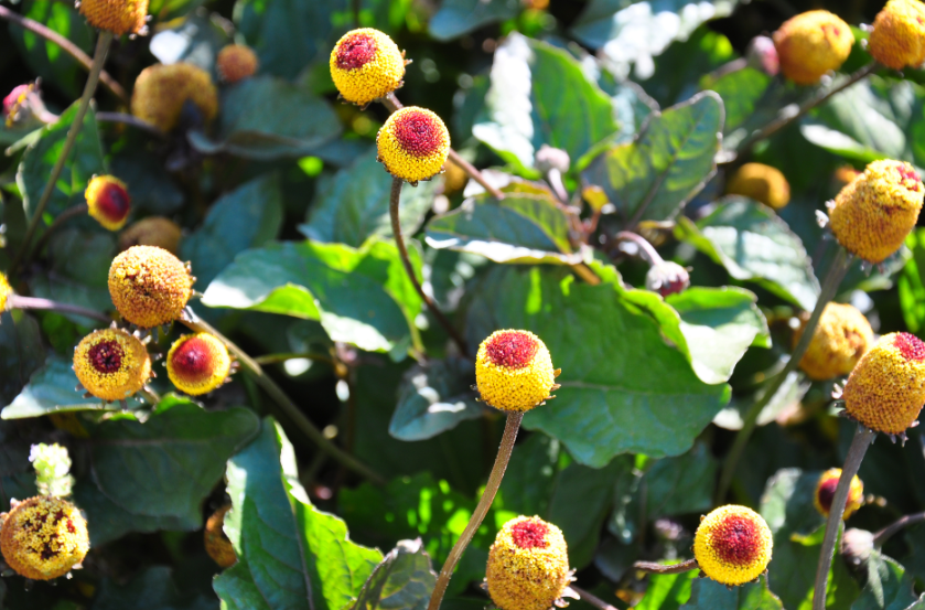 The Best Herbal Remedies for Lungs and Throat Relief