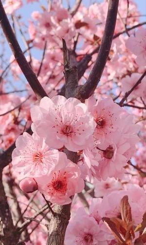 Spring Blossom logo