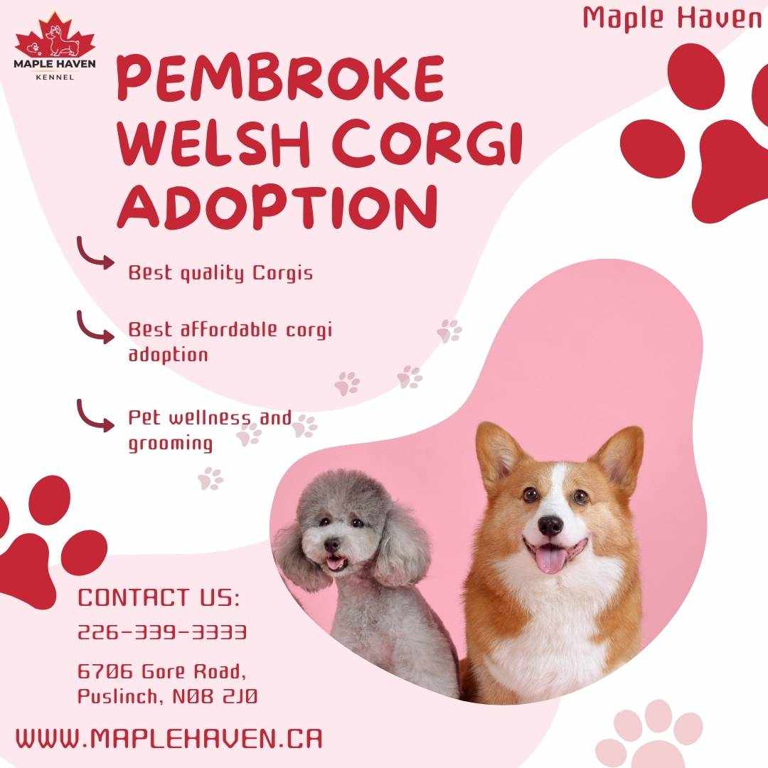 Adopt a Pembroke Welsh Corgi from Maple Haven Kennel