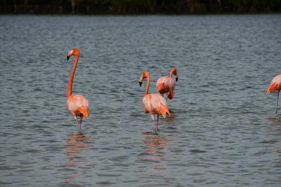 Who Should Experience a Private Yucatan Discovery Tour?