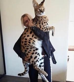 Alice gets raped by the cat