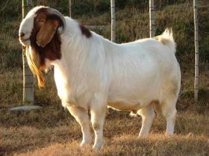Girl: Raped By The Goat
