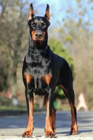 Indian girl and a huge black Doberman Part 2
