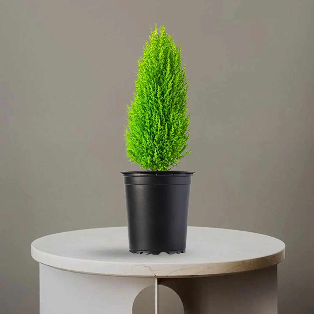 Buy Outdoor Plants For Pots Online In Delhi | Homebagh