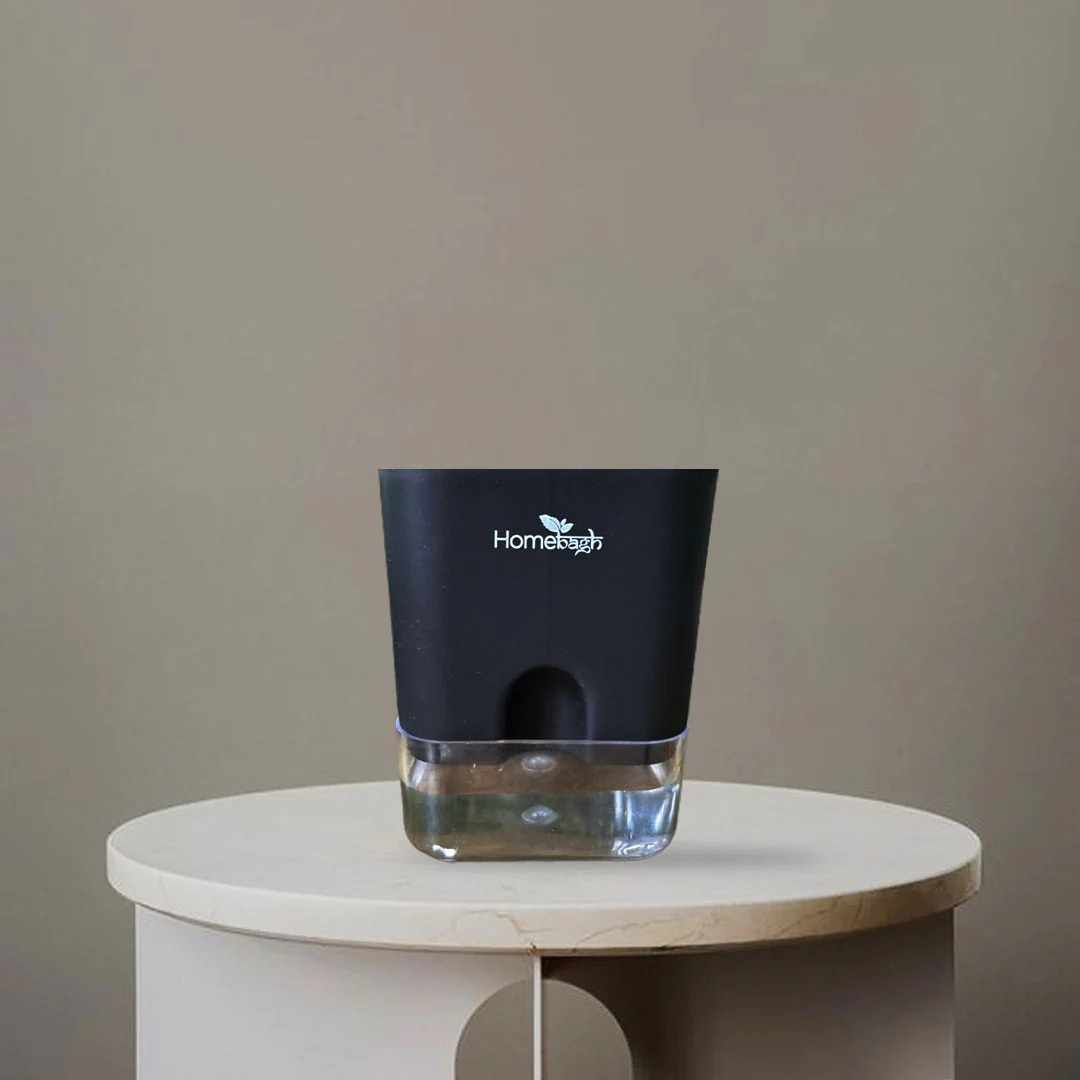 Buy Plants Online in Delhi for a Green Space