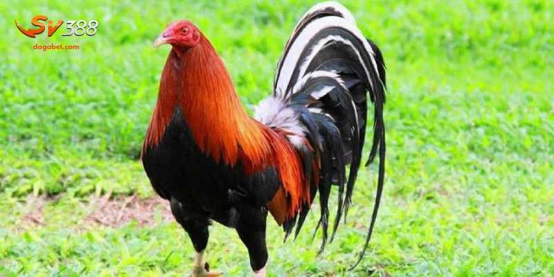 Gà Asil - Một Giống Chiến Kê Mạnh Mẽ, Siêu Chất Lượng