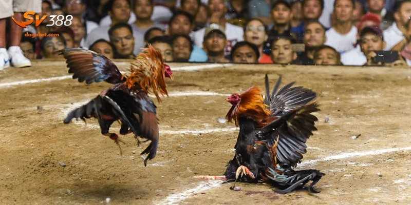 Cách đặt cược đá gà mạng hiệu quả khi chọn gà có lợi thế