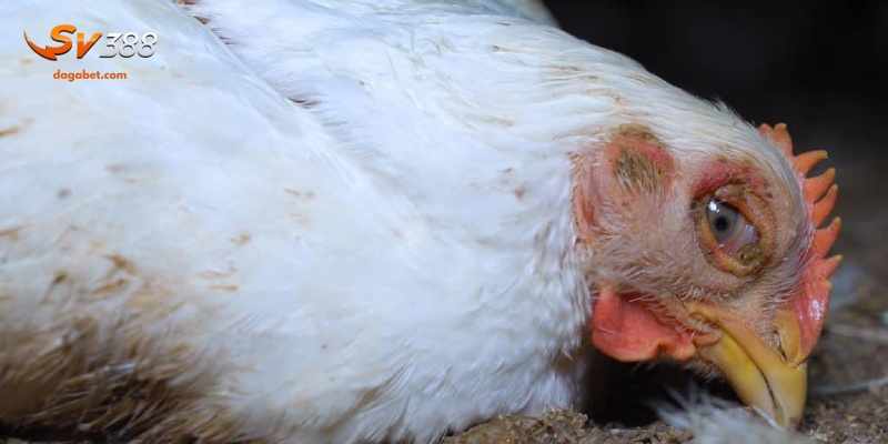 Bệnh cầu trùng ở gà thể mang trùng