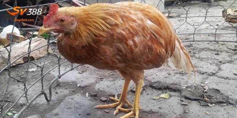 Chi tiết về căn bệnh cầu trùng ở gà