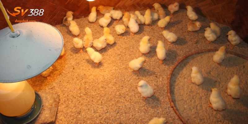 Lên lịch chăm sóc định kỳ khi áp dụng cách úm gà con