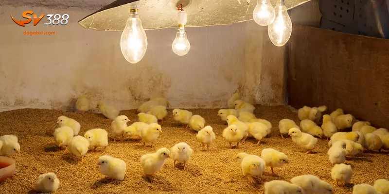 Cách úm gà con chi tiết từ A đến Z