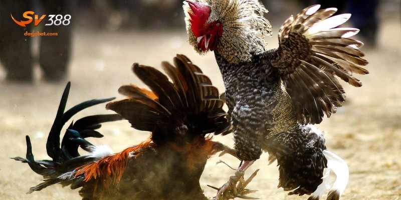 Tìm Hiểu Những Bệnh Thường Gặp Ở Gà Chọi Bạn Nên Biết