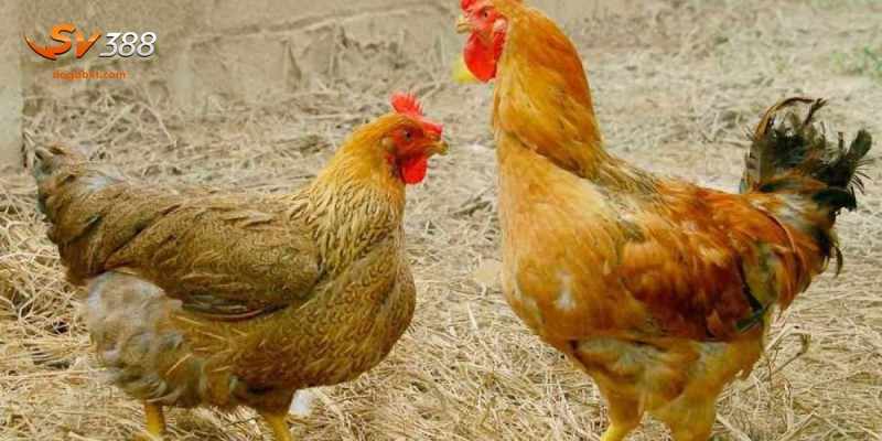 Cách phòng ngừa bệnh thường gặp ở gà chọi