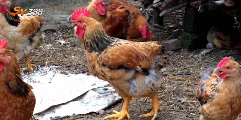 Lưu ý để tránh bệnh thường gặp ở gà chọi