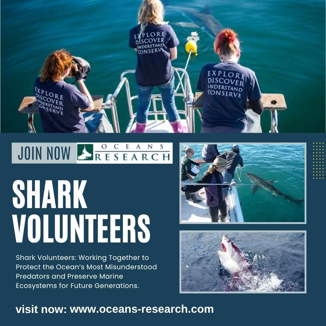 Shark Volunteers