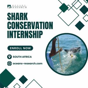 Shark Conservation Internship