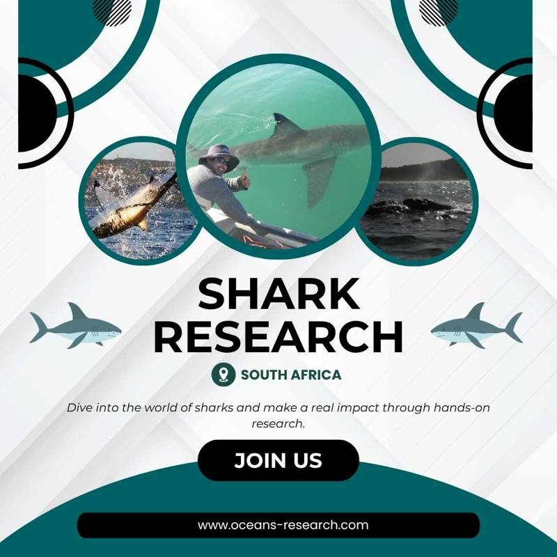 Shark Research South Africa