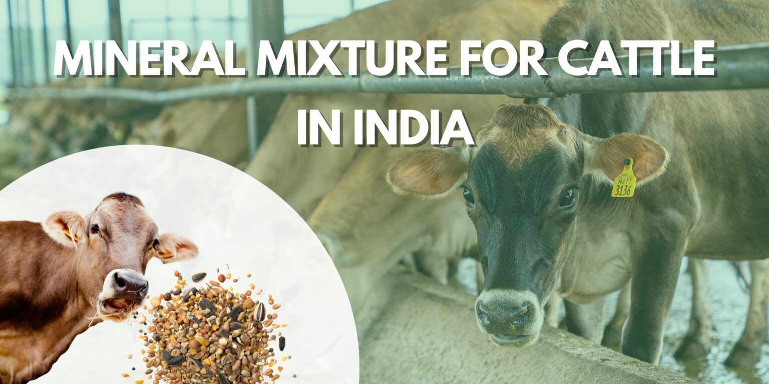 Mineral Mixture for Cattle in India