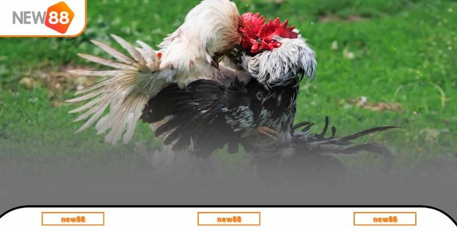 Nghệ thuật nuôi và huấn luyện Gà chọi Việt Nam