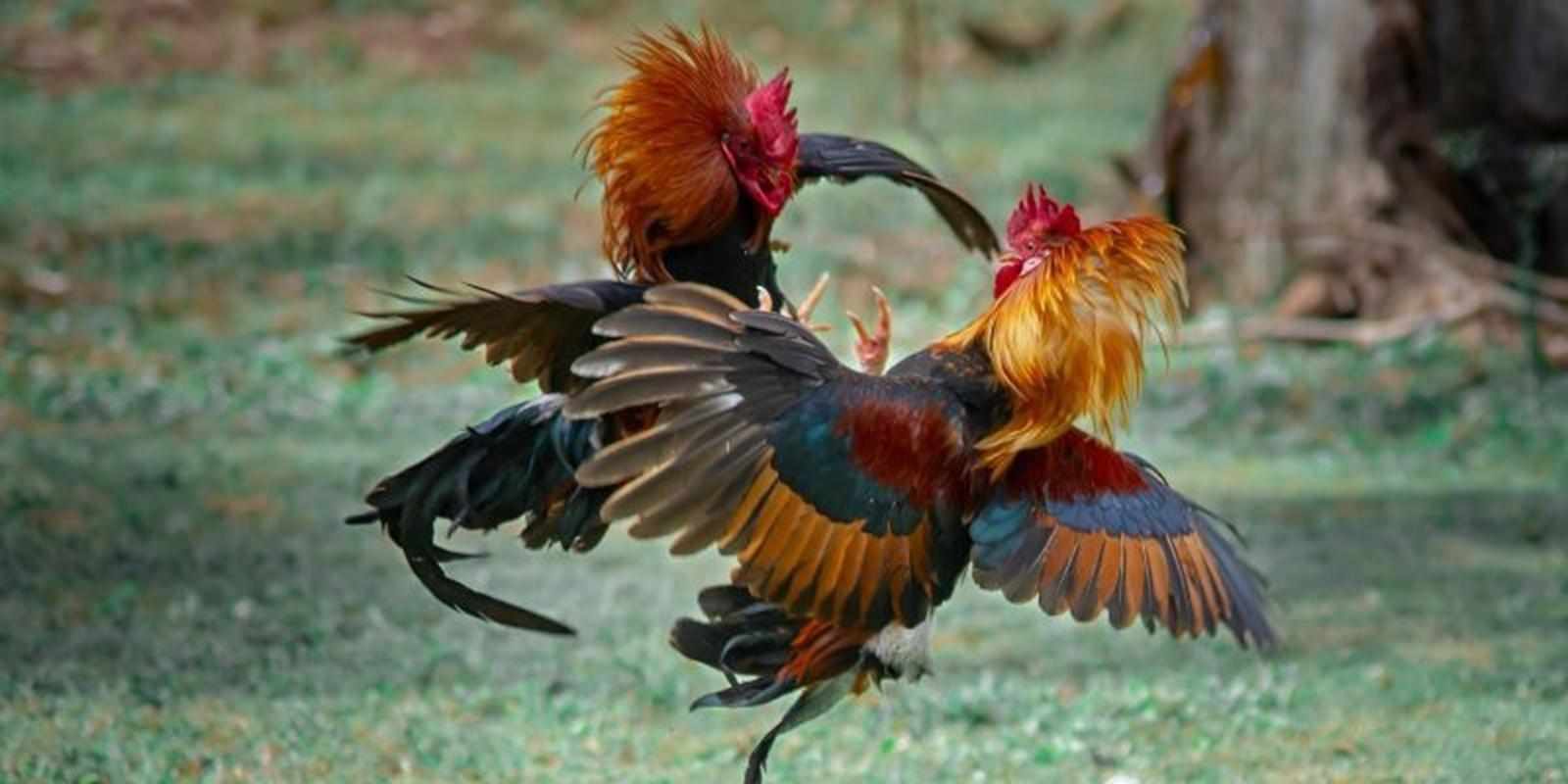 Kinh nghiệm theo dõi và tìm hiểu Đá Gà Thomo dành cho người mới