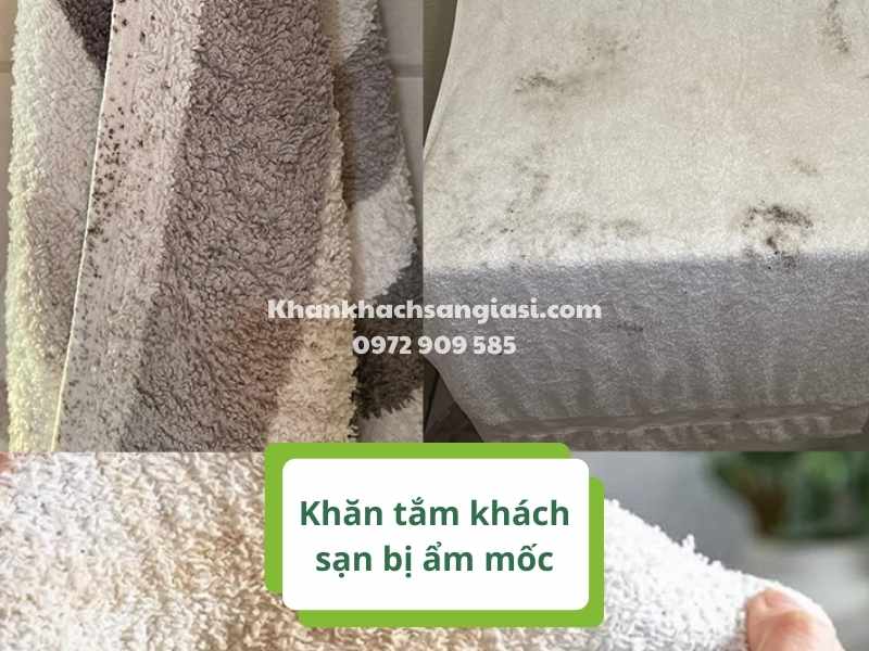 Vì sao khăn tắm khách sạn bị ẩm mốc? CÁCH GIẢI QUYẾT