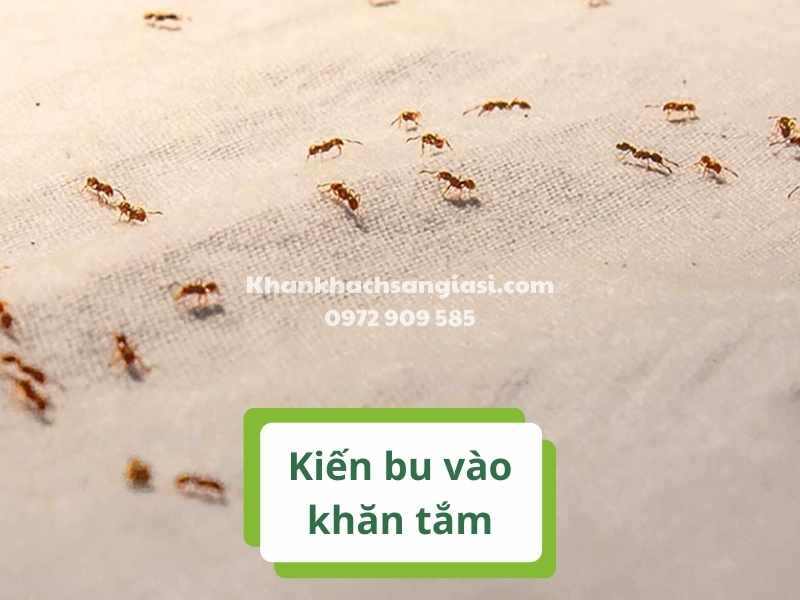 Vì sao kiến bu vào khăn tắm? Mẹo ngăn ngừa TRIỆT ĐỂ