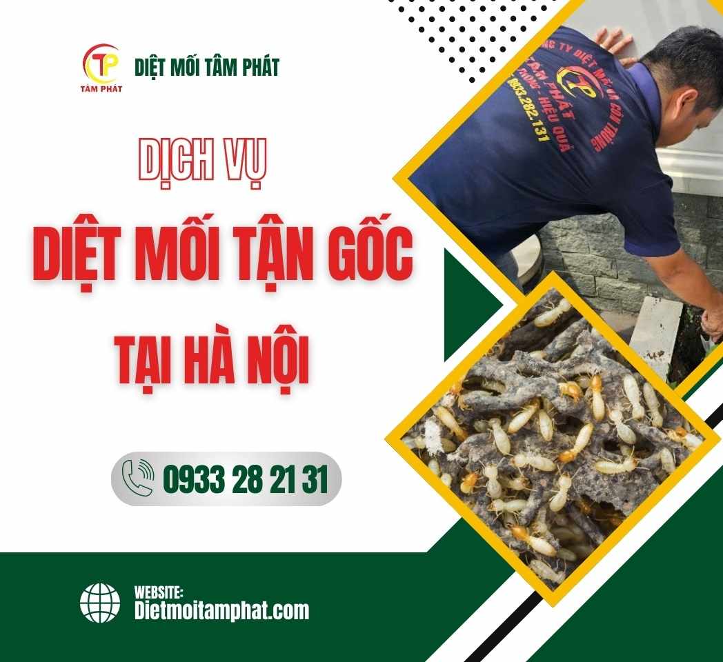 Dịch Vụ Diệt Mối Tận Gốc Tại Quận Cầu Giấy, Hà Nội