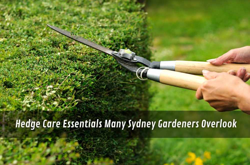 Hedge Care Essentials Many Sydney Gardeners Overlook