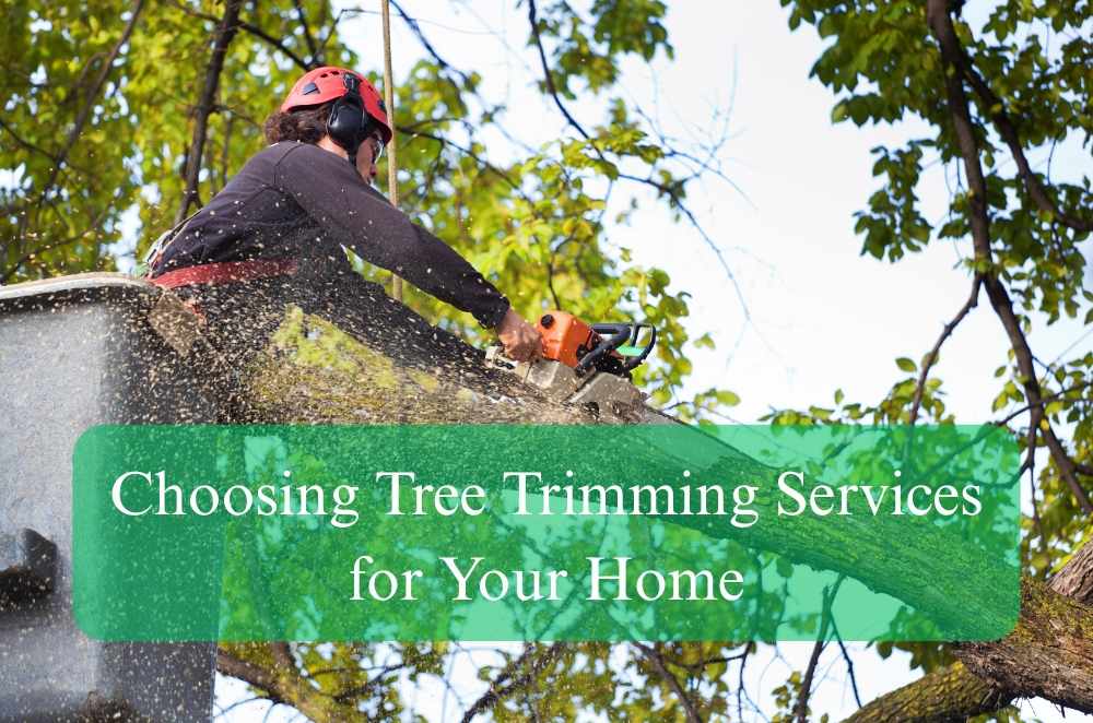 Choosing Tree Trimming Services for Your Home