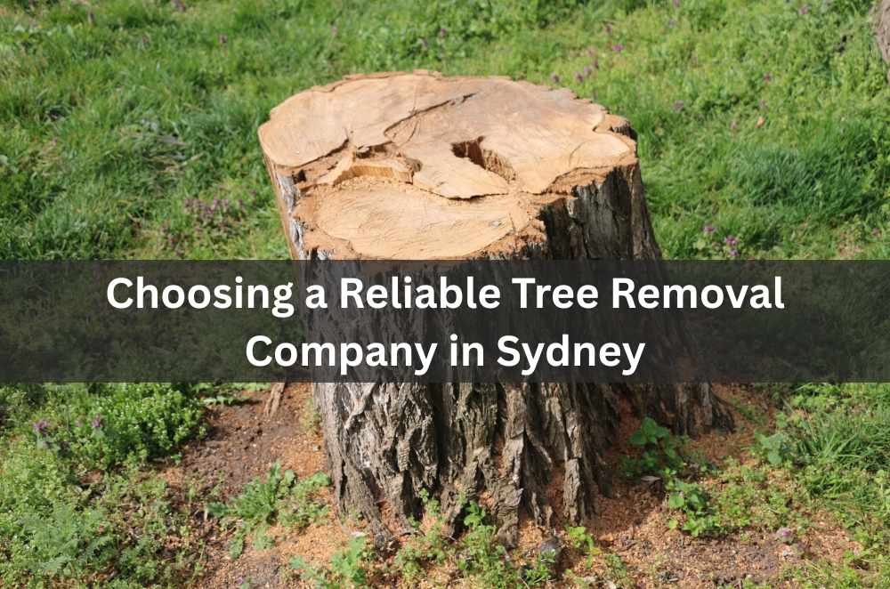 Choosing a Reliable Tree Removal Company in Sydney